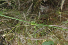 Ctenolepis garcini